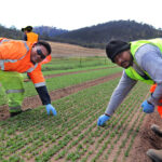 A Brief Guide for Immigrants to Begin Farm Work in Australia in 2026
