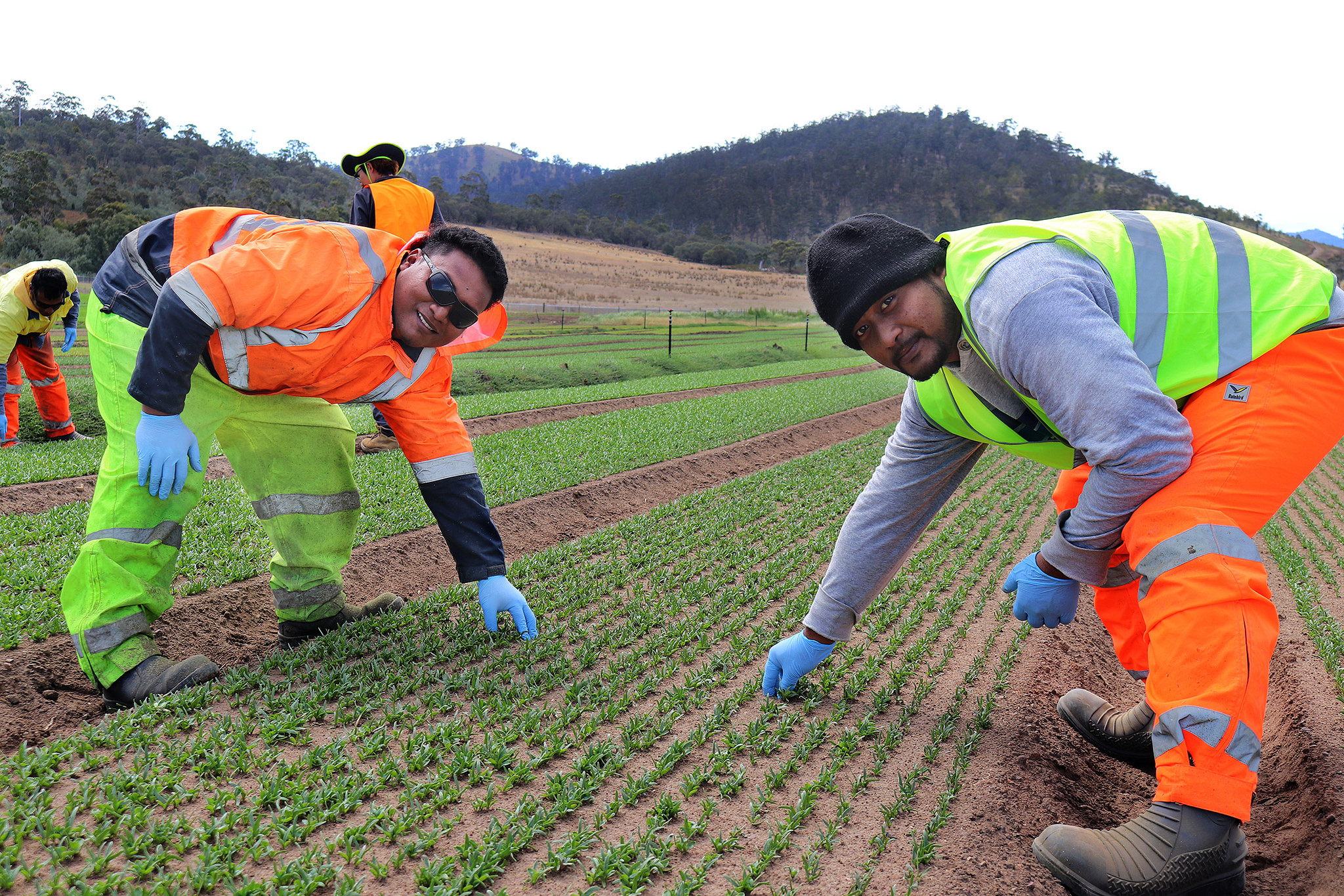 A Brief Guide for Immigrants to Begin Farm Work in Australia in 2026